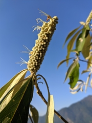 Leucosceptrum canum