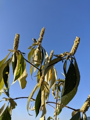 Leucosceptrum canum