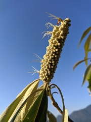 Leucosceptrum canum