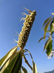 Leucosceptrum canum