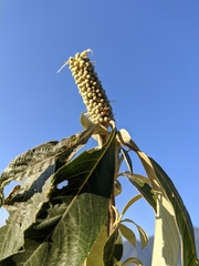 Leucosceptrum canum