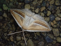 Chariaspilates formosaria