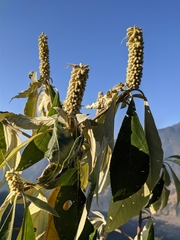 Leucosceptrum canum