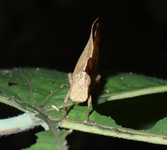 Chorotypidae