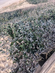 Olearia avicenniifolia