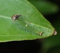 Charaxinae