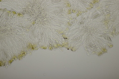 Enchylium tenax