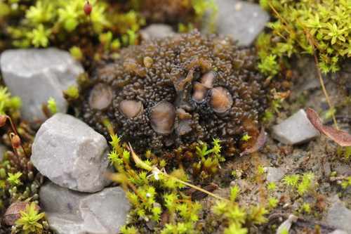 Jelly Lichen