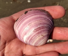 Eucallista purpurata