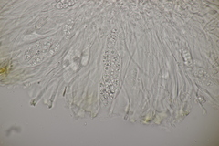 Enchylium tenax