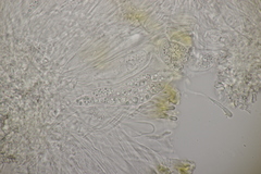 Enchylium tenax