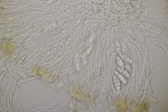Enchylium tenax
