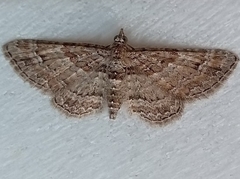 Gymnoscelis rufifasciata