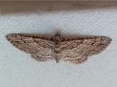 Gymnoscelis rufifasciata