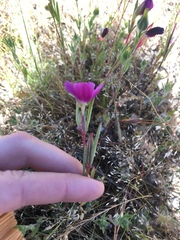 Clarkia purpurea