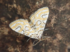 Elophila interruptalis