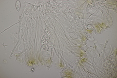 Enchylium tenax