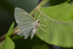 Maxates melancholica