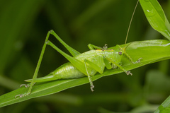 Hexacentrus unicolor