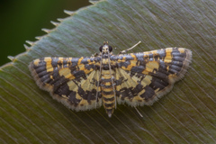 Eurrhyparodes tricoloralis