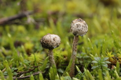 Tulostoma brumale