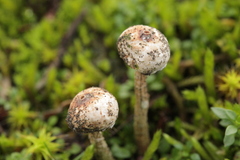 Tulostoma brumale
