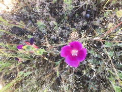 Clarkia purpurea