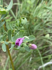 Polygala myrtifolia