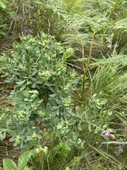 Polygala myrtifolia