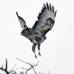 Buteo buteo buteo