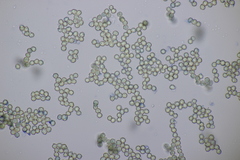 Tulostoma brumale
