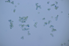 Tulostoma brumale