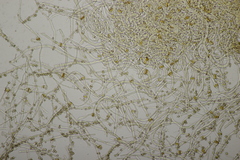 Tulostoma brumale