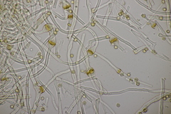Tulostoma brumale