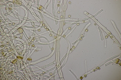 Tulostoma brumale