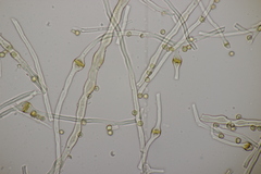Tulostoma brumale