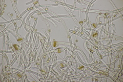 Tulostoma brumale