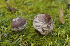 Bovista plumbea