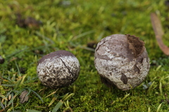 Bovista plumbea