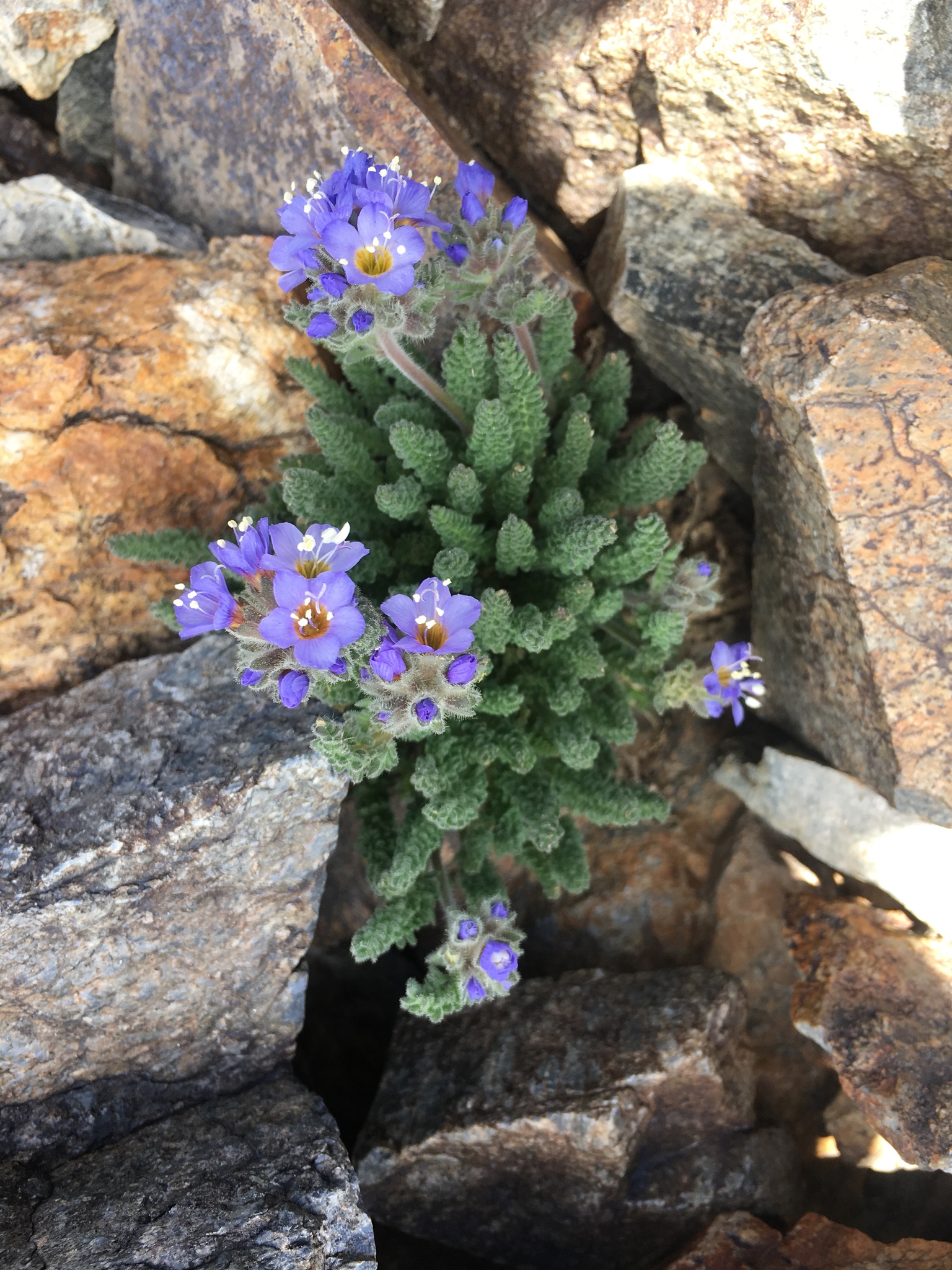 Polemonium chartaceum