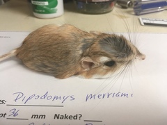 Dipodomys merriami