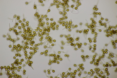 Bovista plumbea