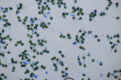 Bovista plumbea