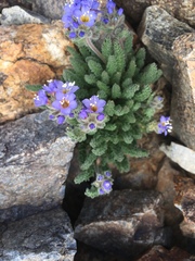 Polemonium chartaceum