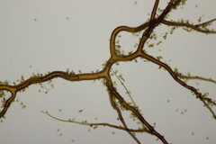 Bovista plumbea
