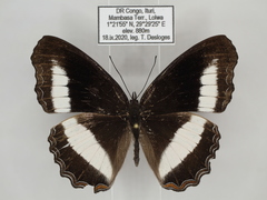 Eurytela hiarbas hiarbas