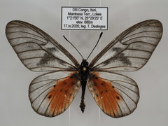 Acraea pentapolis pentapolis