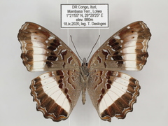 Eurytela hiarbas hiarbas