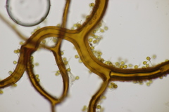 Bovista plumbea