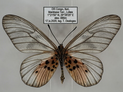 Acraea pentapolis pentapolis